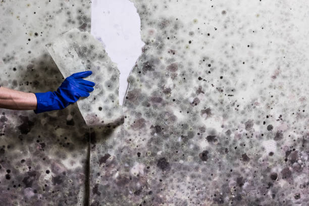 Best Mold Removal Specialists  in Shelbyville, KY