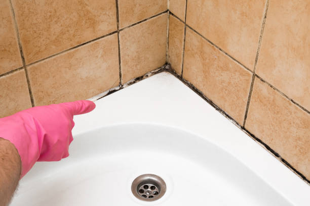 Best Affordable Mold Removal  in Shelbyville, KY